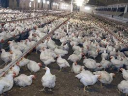 Meglio il pollo con pelle bianca o gialla? L’allevatore sfata un falso mito