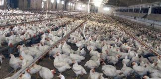 Meglio il pollo con pelle bianca o gialla? L’allevatore sfata un falso mito
