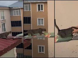 Gatto in pericolo su un tetto, il ‘salvataggio’ con… un’asse da stiro