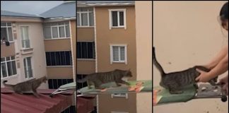 Gatto in pericolo su un tetto, il ‘salvataggio’ con… un’asse da stiro