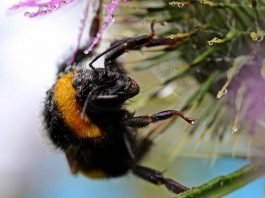 Morto dopo la puntura di un calabrone, cosa fare subito: cosa dice l’allergologa