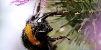 Morto dopo la puntura di un calabrone, cosa fare subito: cosa dice l’allergologa
