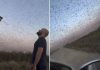 Invasione record di locuste, milioni di insetti oscurano il cielo. E il web grida alla ‘piaga biblica’