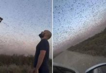 Invasione record di locuste, milioni di insetti oscurano il cielo. E il web grida alla ‘piaga biblica’