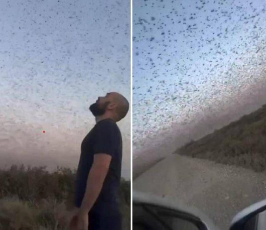 Invasione record di locuste, milioni di insetti oscurano il cielo. E il web grida alla ‘piaga biblica’