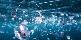 Bimbi in vacanza tra caldo record e punture di zecche e meduse, i consigli dell’esperta: “Ecco quando andare in ospedale”