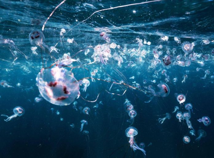 meduse