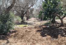 Azzannato in campagna da due rottweiler, muore 72enne: dramma a Lecce