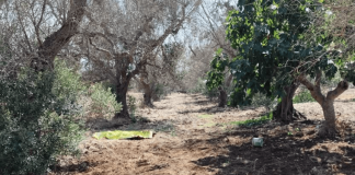 Azzannato in campagna da due rottweiler, muore 72enne: dramma a Lecce