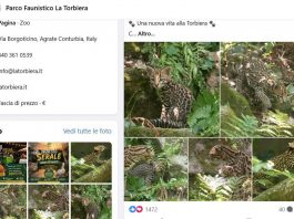 Cucciolo di ocelot al Parco Faunistico La Torbiera, il lieto evento vola sul web