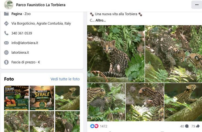 ocelot_fb_torbiera