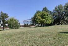 Porto Mantovano, Voi: “Recuperare i 120 alberi eliminati dal progetto di via Svevo”