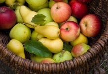 Coldiretti, raccolta pere e mele: resa buona, ma il caldo pesa sui frutteti