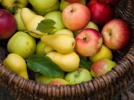 Coldiretti, raccolta pere e mele: resa buona, ma il caldo pesa sui frutteti