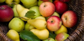 Coldiretti, raccolta pere e mele: resa buona, ma il caldo pesa sui frutteti