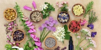 Mantova, corso sulle piante officinali con Coldiretti e Terranostra Lombardia