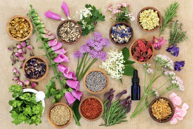 piante officinali
