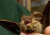 Donna si risveglia con un pipistrello in faccia: “Voleva infilarsi in bocca”