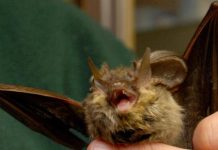 Donna si risveglia con un pipistrello in faccia: “Voleva infilarsi in bocca”