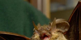 Donna si risveglia con un pipistrello in faccia: “Voleva infilarsi in bocca”