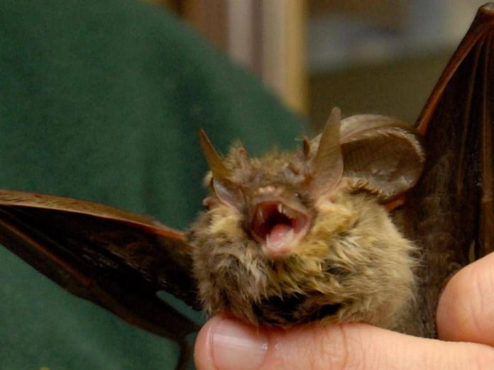 pipistrello93_fg