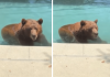 Orso si intrufola in un’abitazione privata per… un tuffo in piscina – Il video