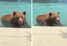 Orso si intrufola in un’abitazione privata per… un tuffo in piscina – Il video