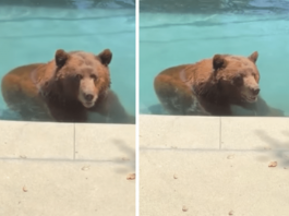 Orso si intrufola in un’abitazione privata per… un tuffo in piscina – Il video