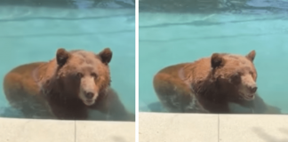 Orso si intrufola in un’abitazione privata per… un tuffo in piscina – Il video