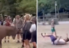 Prova a toccare un cervo e viene ‘caricato’: il video virale