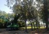 Alberi tagliati, parte la petizione. Avs: “In ambito urbano gestione del verde è diversa”