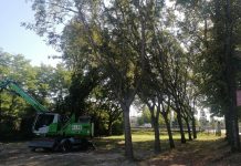 Alberi tagliati, parte la petizione. Avs: “In ambito urbano gestione del verde è diversa”