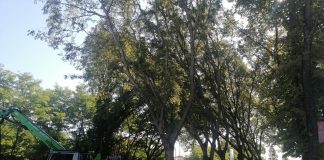 Alberi tagliati, Avs: “In ambito urbano gestione del verde tiene conto di regole diverse”
