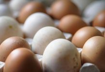 Epidemia di salmonella nel Regno Unito, 1 morto e oltre 200 casi: “Colpa delle uova importate”