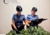Cinque piante di canapa nel cortile di casa: nei guai un sessantenne
