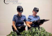 Cinque piante di canapa nel cortile di casa: nei guai un sessantenne