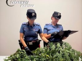 Cinque piante di canapa nel cortile di casa: nei guai un sessantenne