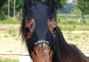 Morto Varenne, il più grande cavallo trottatore di tutti i tempi: aveva 31 anni