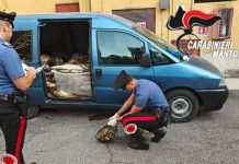Viadana, pescavano con storditore elettrico: sei denunciati e 985 kg di pesce sequestrato