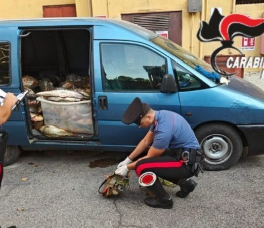 Viadana, pescavano con storditore elettrico: sei denunciati e una tonnellata di pesce sequestrato