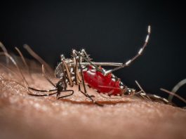 Cos’è la malaria, la ‘febbre palustre’ portata dalle zanzare che ora spaventa la Germania