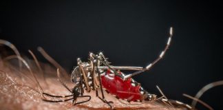 Cos’è la malaria, la ‘febbre palustre’ portata dalle zanzare che ora spaventa la Germania