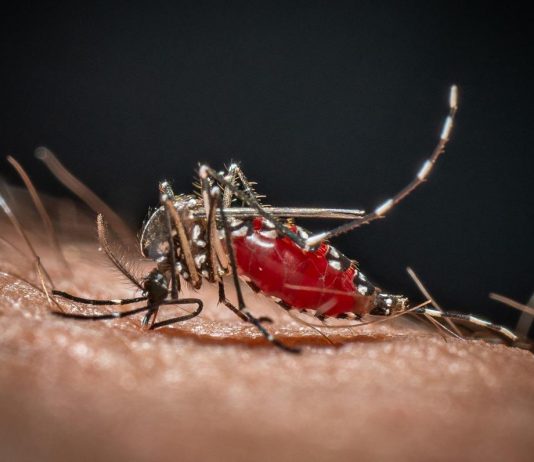 Cos’è la malaria, la ‘febbre palustre’ portata dalle zanzare che ora spaventa la Germania