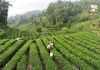 La Cina potenzia i settori della tradizione, dalla seta al tè alla porcellana