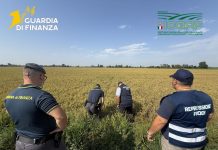 Pavia, maxi frode su riso biologico. Profitti illeciti per 10 milioni dl euro