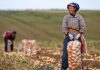 La Cina prevede un 2026 da record per il raccolto di cereali