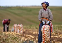 La Cina prevede un 2026 da record per il raccolto di cereali