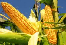 Crolla la produzione di mais a Mantova tra costi record e stress climatico