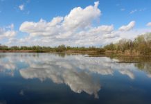 Palude di Ostiglia, un’escursione alla scoperta della biodiversità con la naturalista Valentina Vitali