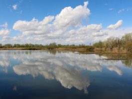 Palude di Ostiglia, un’escursione alla scoperta della biodiversità con la naturalista Valentina Vitali